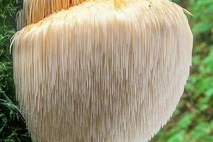 Ежовик гребенчатый: супер гриб для здоровья человека